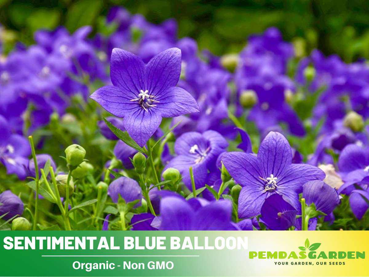 60 seeds| Blue Balloon Flower Seeds #6005