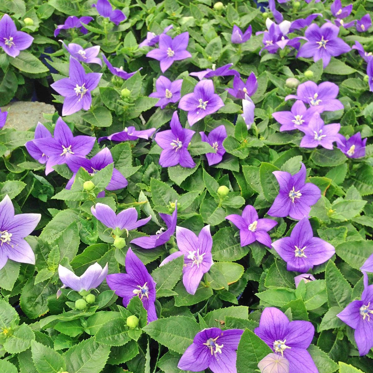 Blue Balloon Flower Seeds - Platycodon Grandiflorus, 60 seeds