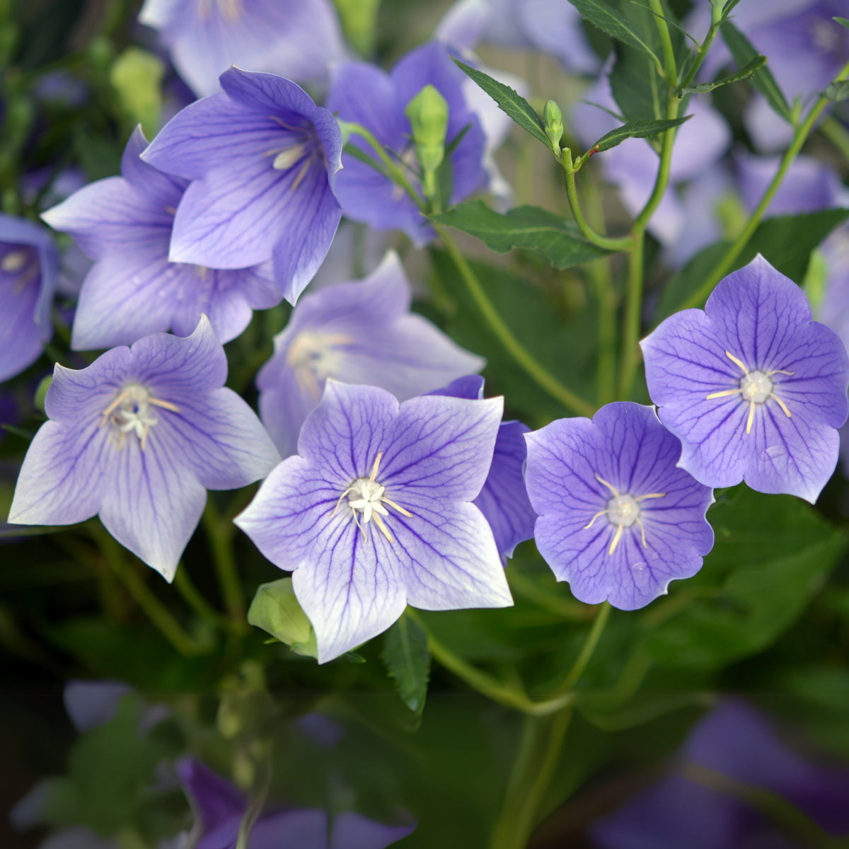 Blue Balloon Flower Seeds - Platycodon Grandiflorus, 60 seeds