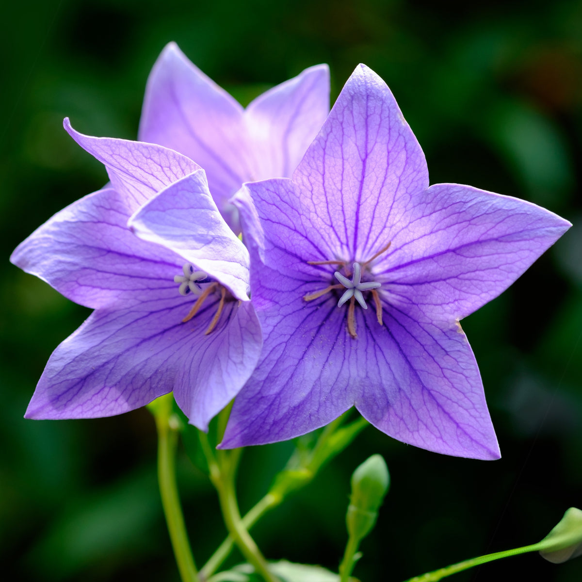 Blue Balloon Flower Seeds - Platycodon Grandiflorus, 60 seeds