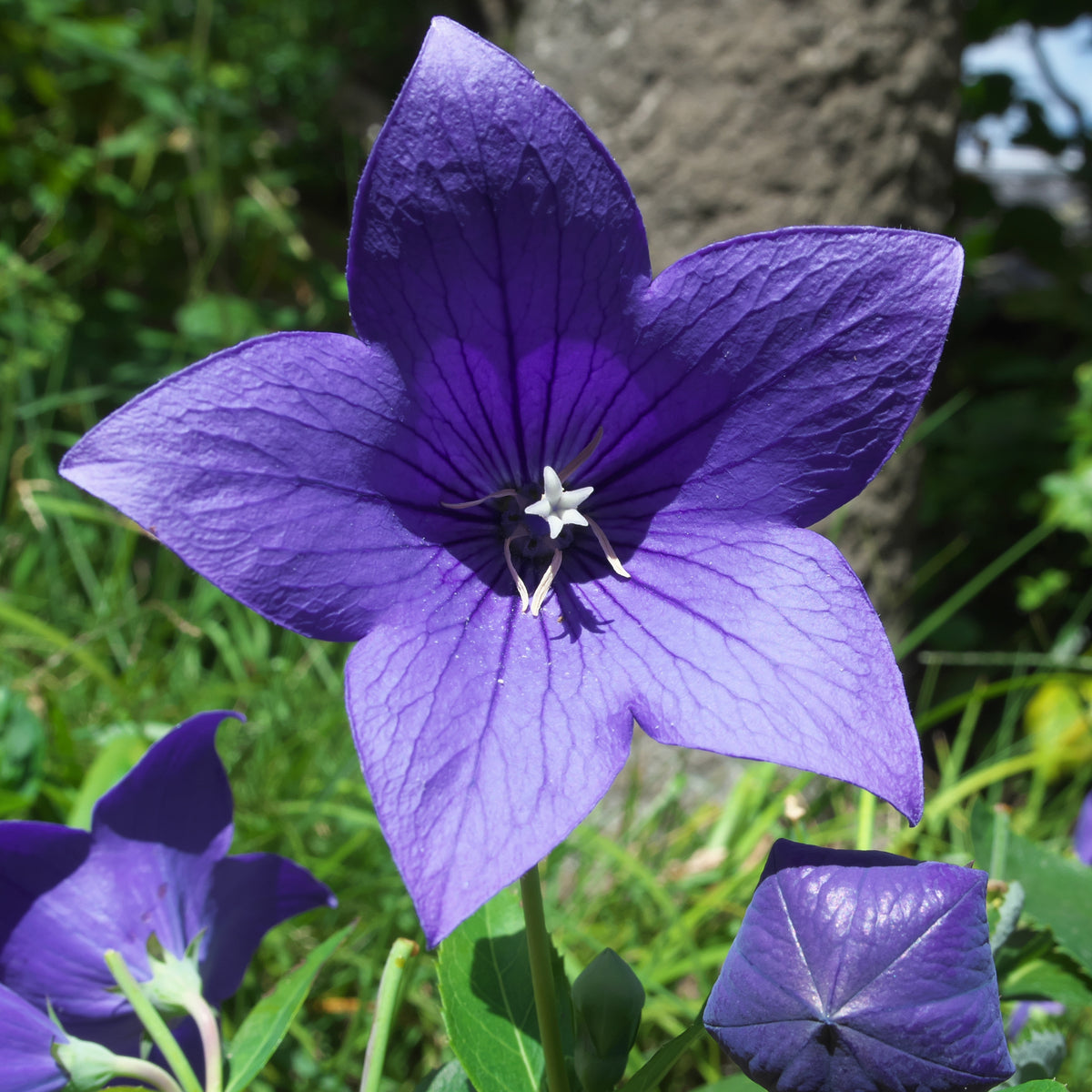 Blue Balloon Flower Seeds - Platycodon Grandiflorus, 60 seeds