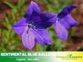 60 seeds| Blue Balloon Flower Seeds - Platycodon grandiflorus - Chinese Bellflower-  Hardy Perennial with Unique Balloon Buds and Star Shaped Blooms for Garden Borders#6005