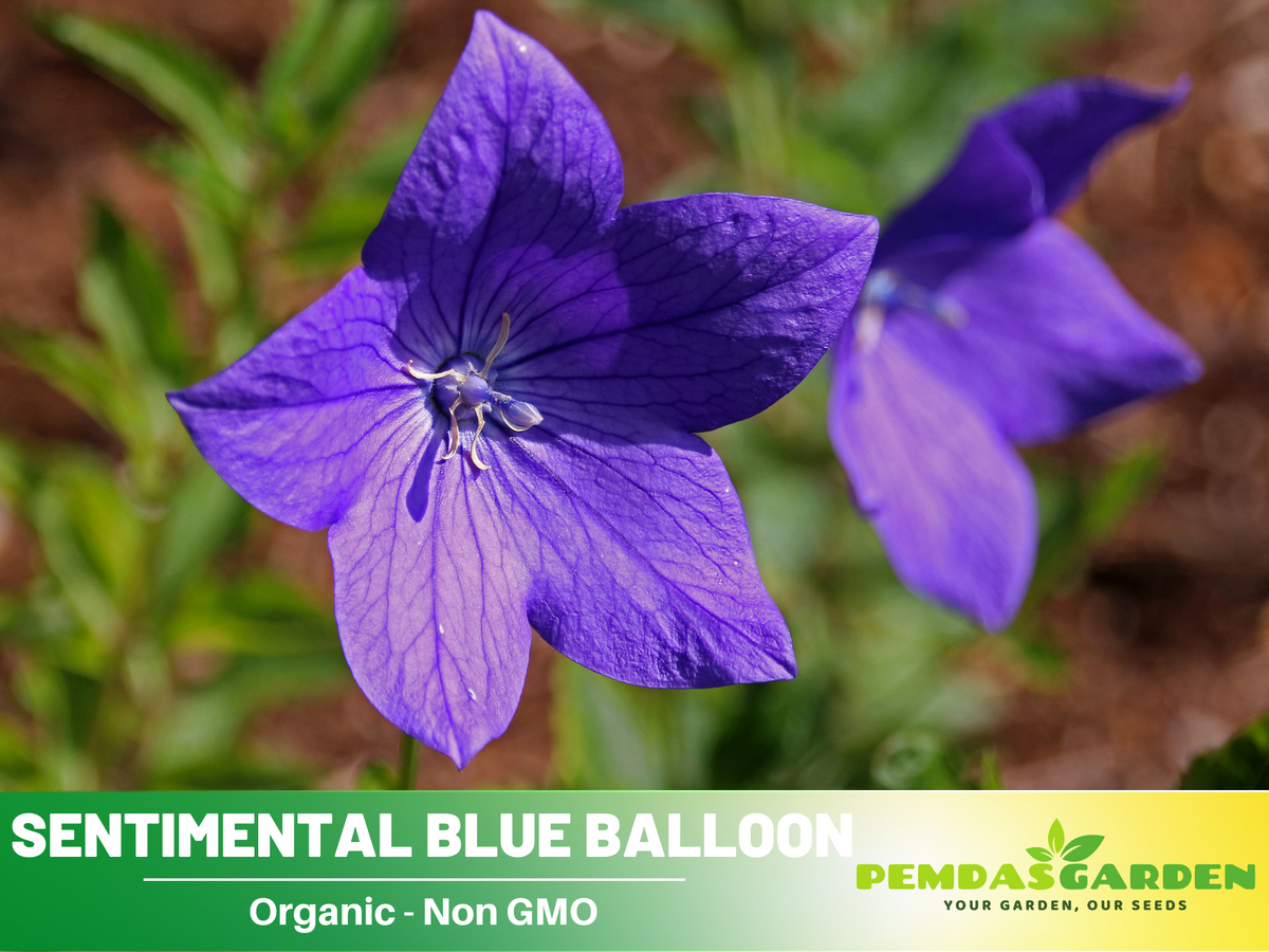60 seeds| Blue Balloon Flower Seeds #6005