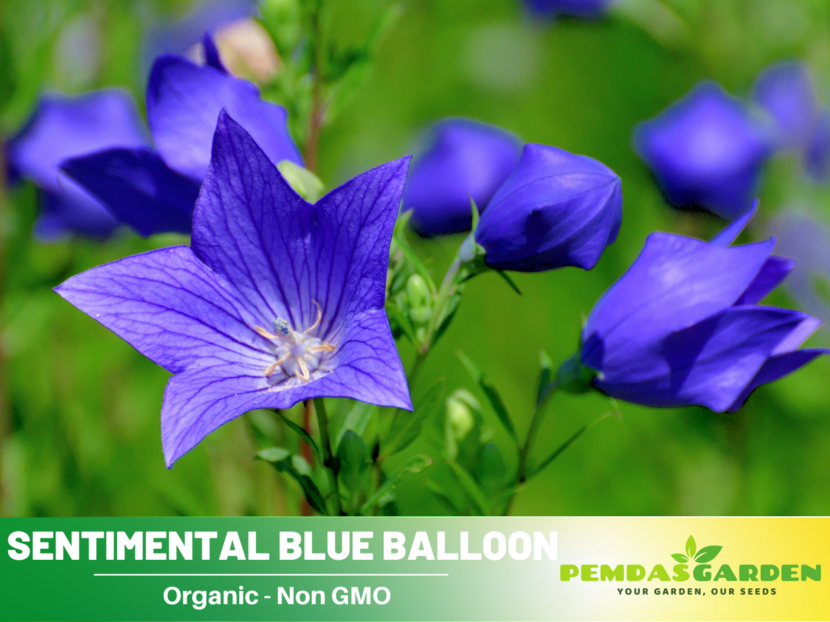 sentimental blue balloon flower seeds 60 seeds| Blue Balloon Flower Seeds - Platycodon grandiflorus