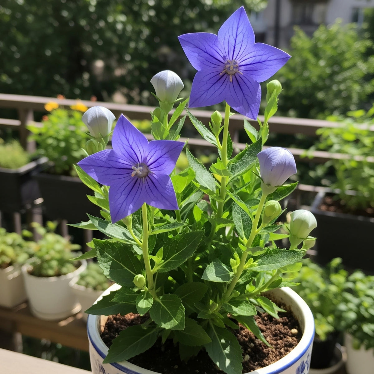 Blue Balloon Flower Seeds - Platycodon Grandiflorus, 60 seeds