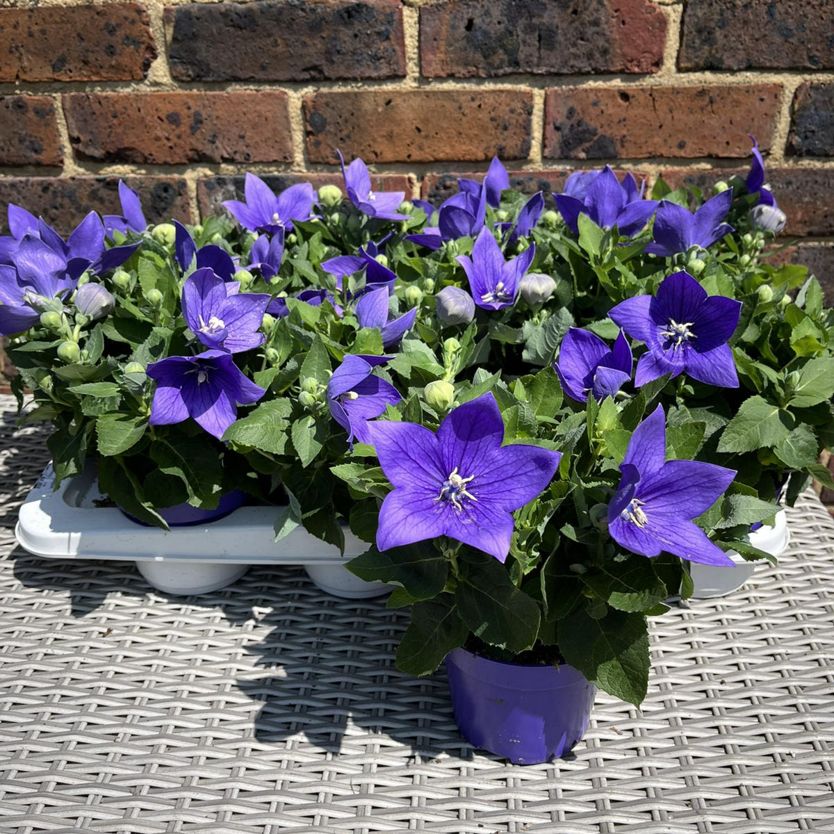 Blue Balloon Flower Seeds - Platycodon Grandiflorus, 60 seeds