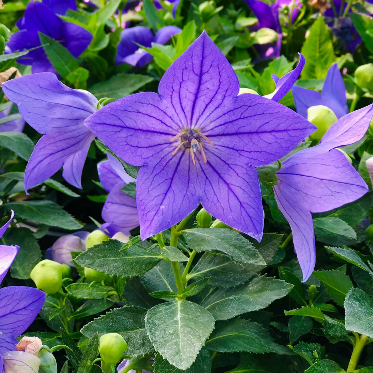Blue Balloon Flower Seeds - Platycodon Grandiflorus, 60 seeds