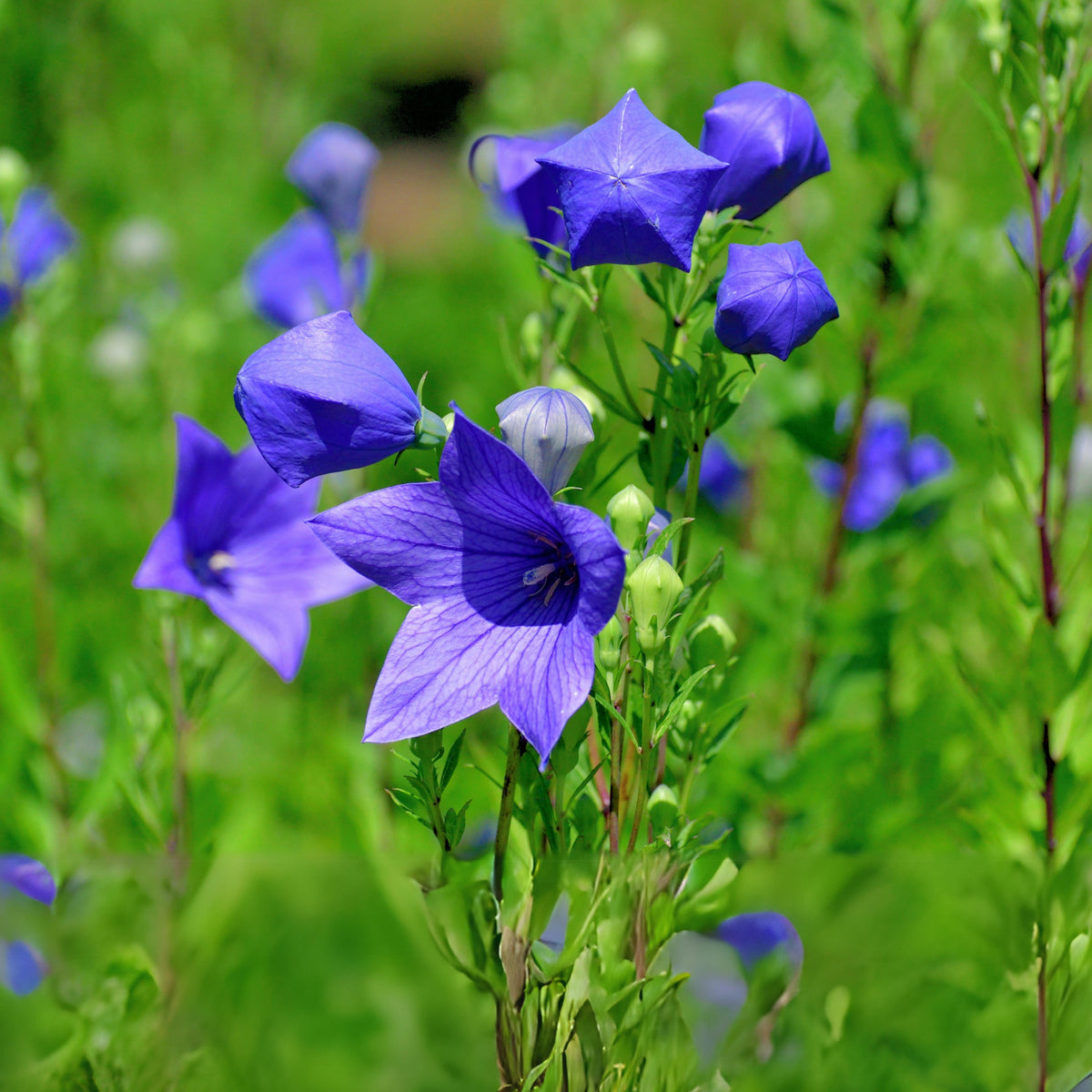 Blue Balloon Flower Seeds - Platycodon Grandiflorus, 60 seeds