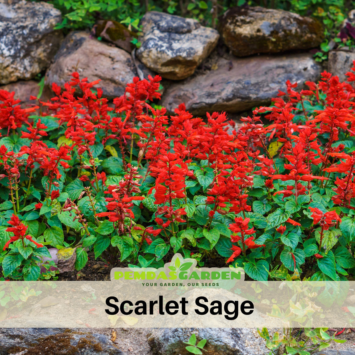 Scarlet Sage Seeds, 110 seeds