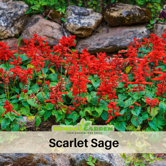 Scarlet Sage Seeds, 110 seeds