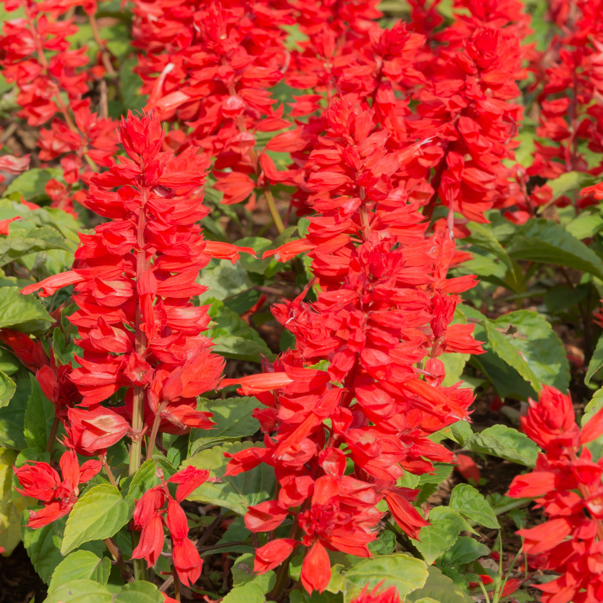 Scarlet Sage Seeds, 110 seeds