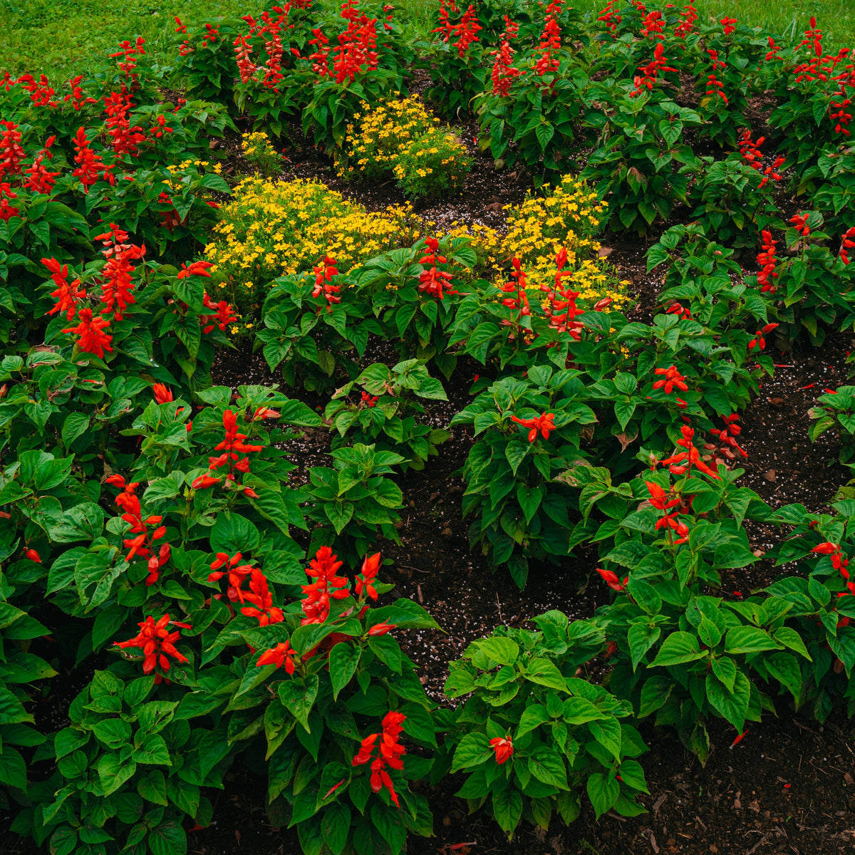Scarlet Sage Seeds, 110 seeds