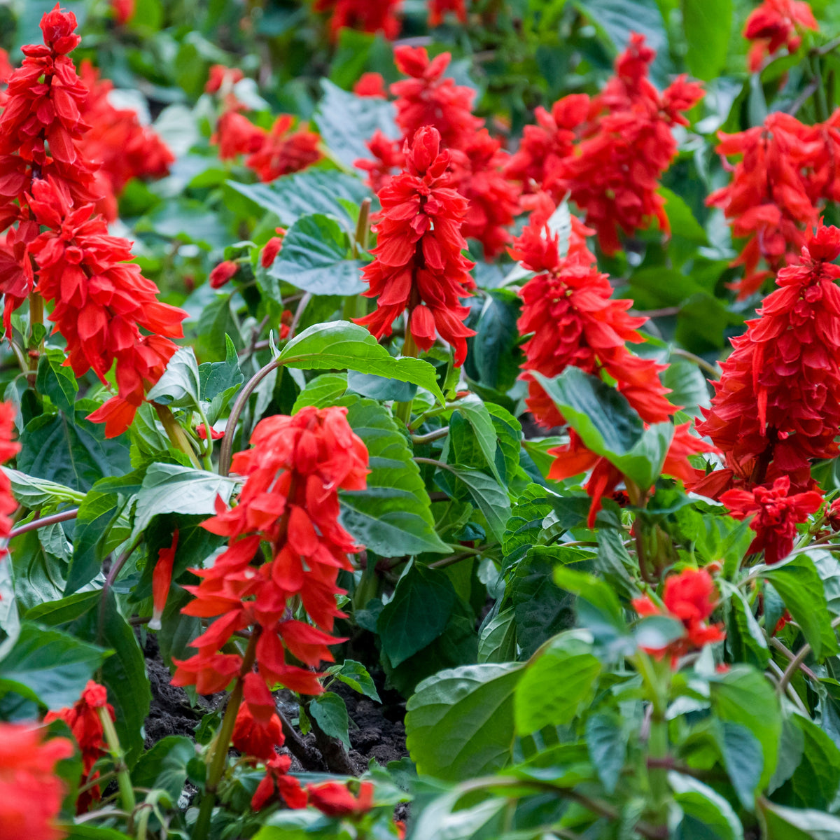 Scarlet Sage Seeds, 110 seeds