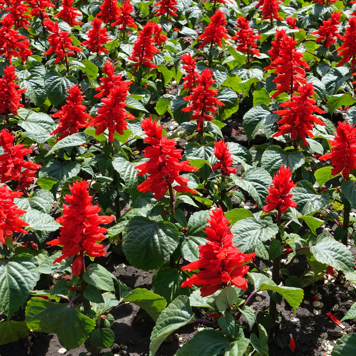 Scarlet Sage Seeds, 110 seeds