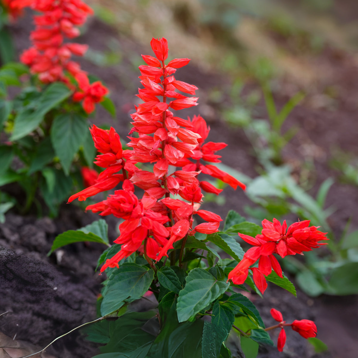 Scarlet Sage Seeds, 110 seeds