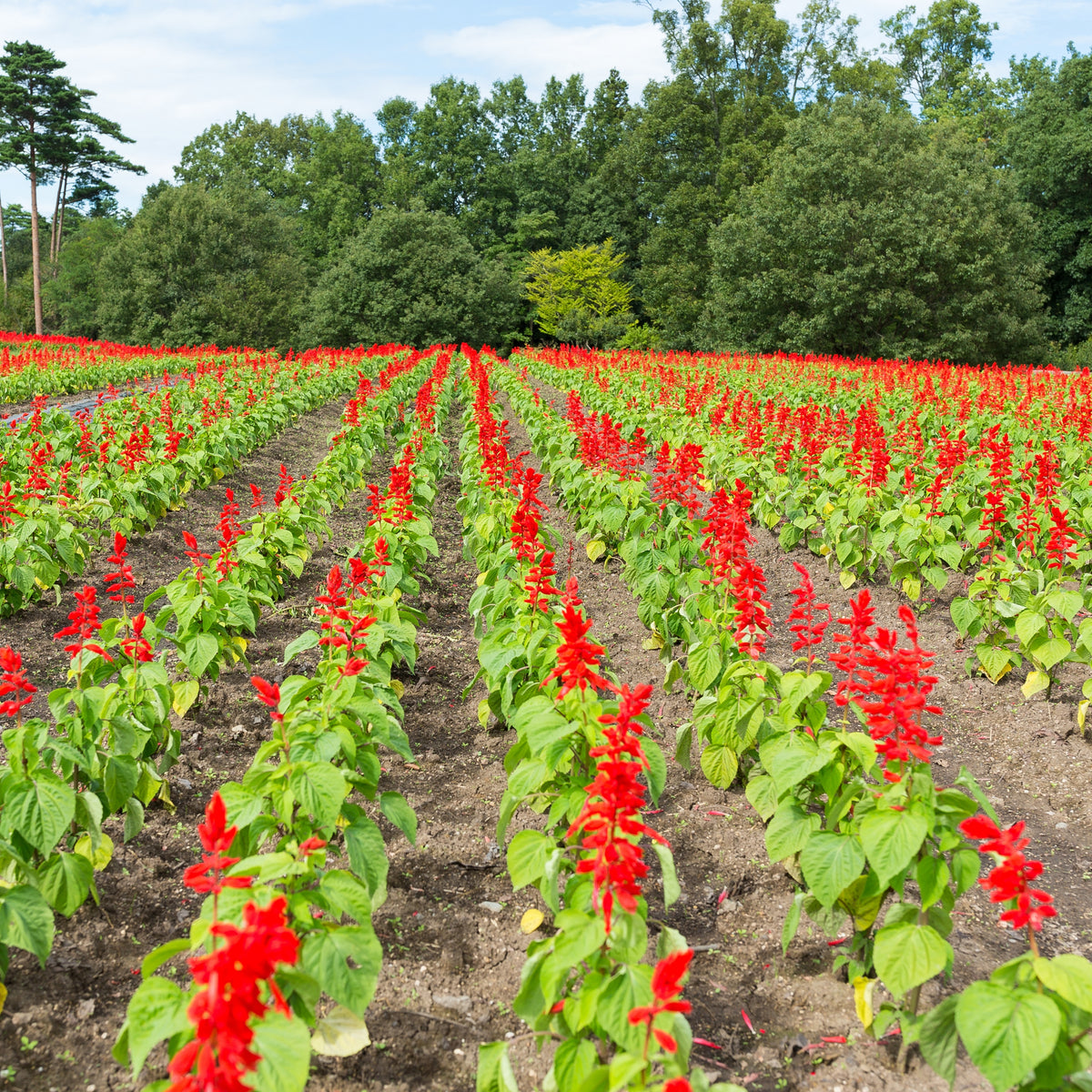 Scarlet Sage Seeds, 110 seeds