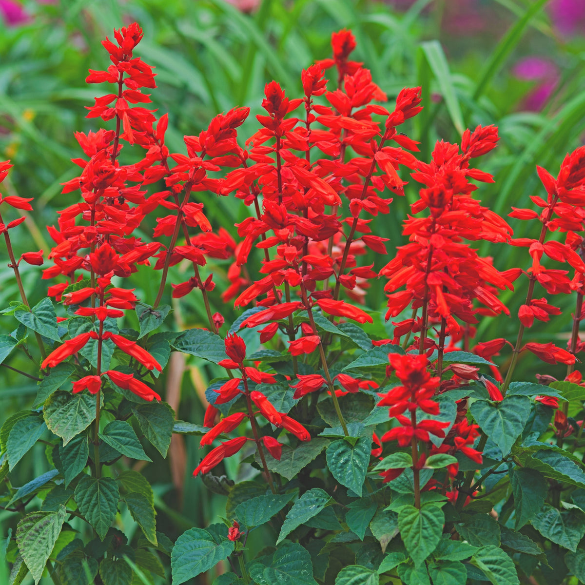 Scarlet Sage Seeds, 110 seeds