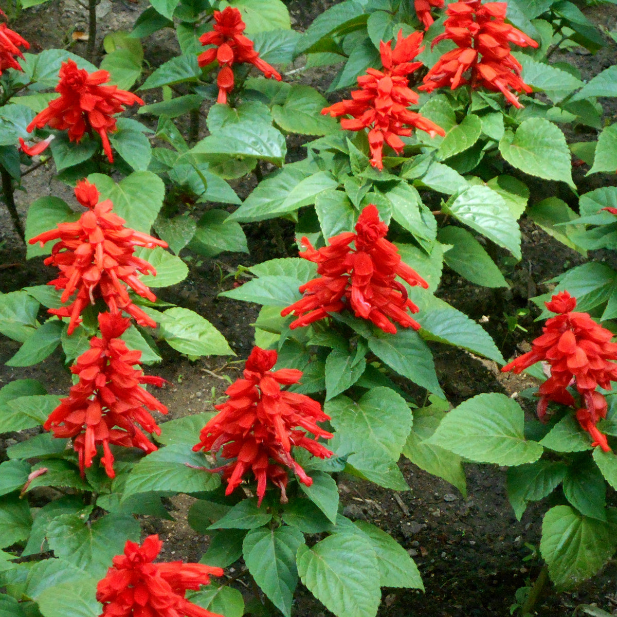 Scarlet Sage Seeds, 110 seeds