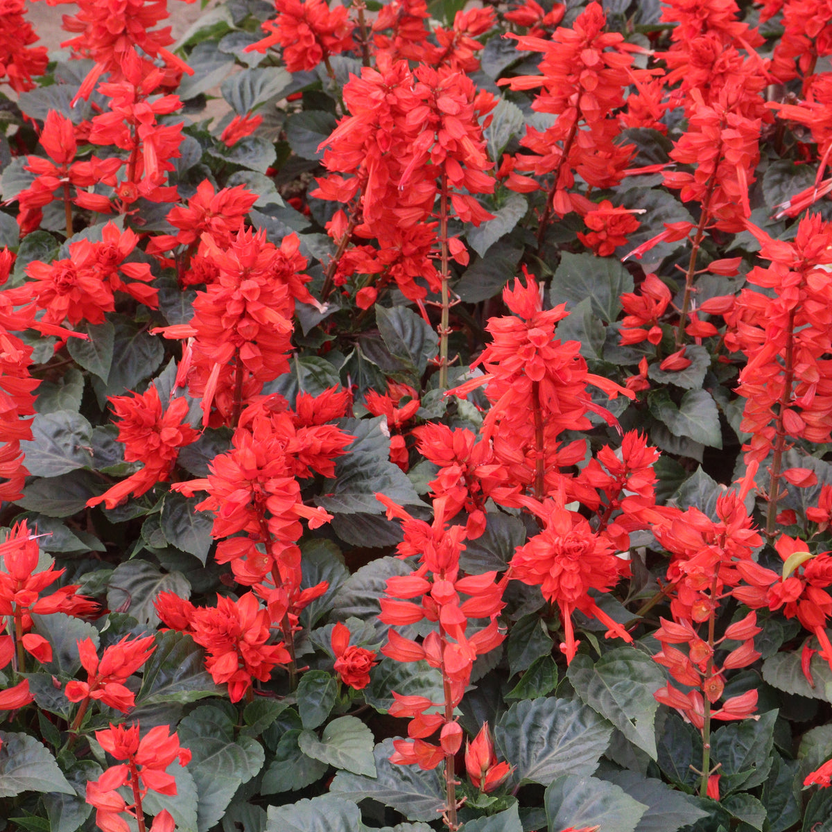 Scarlet Sage Seeds, 110 seeds