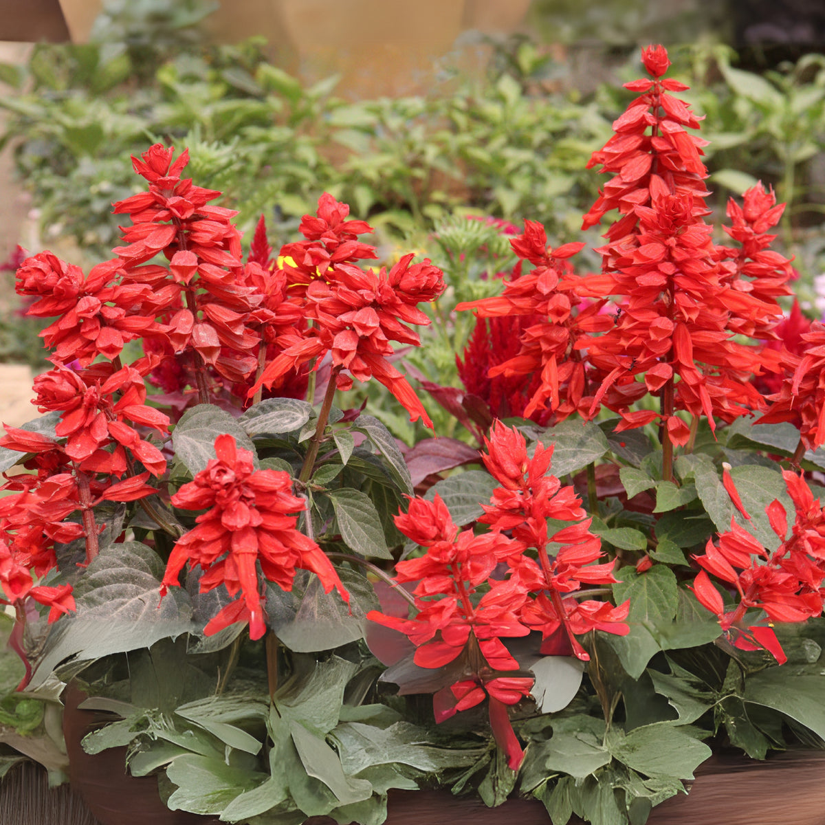 Scarlet Sage Seeds, 110 seeds