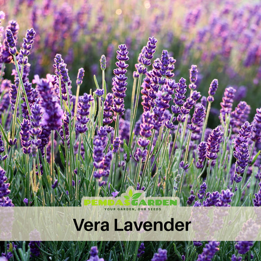 Vera Lavender Herbs Seeds - Lavandula, 155 seeds