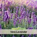 155 seeds| Vera  Lavender Herbs Seeds – Lavandula - Fragrant Perennial Herb for Aromatic Gardens, Drought Tolerant Flowers, Easy to Grow for Landscaping & Pots, Attracts bees & butterflies#C009