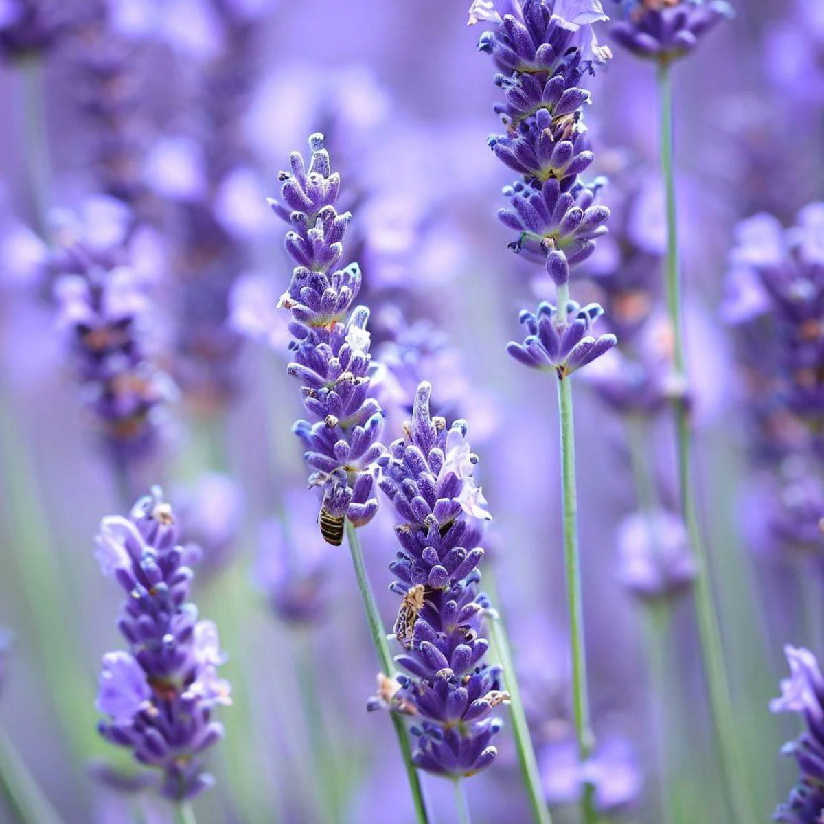 Vera Lavender Herbs Seeds - Lavandula, 155 seeds