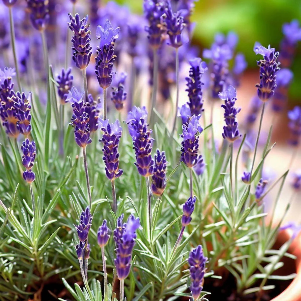 Vera Lavender Herbs Seeds - Lavandula, 155 seeds