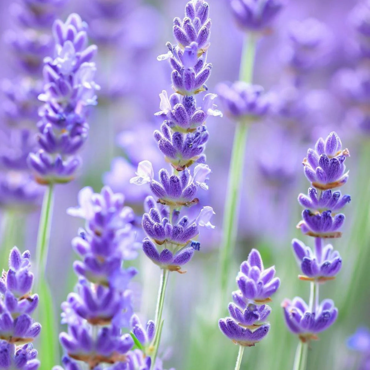 Vera Lavender Herbs Seeds - Lavandula, 155 seeds
