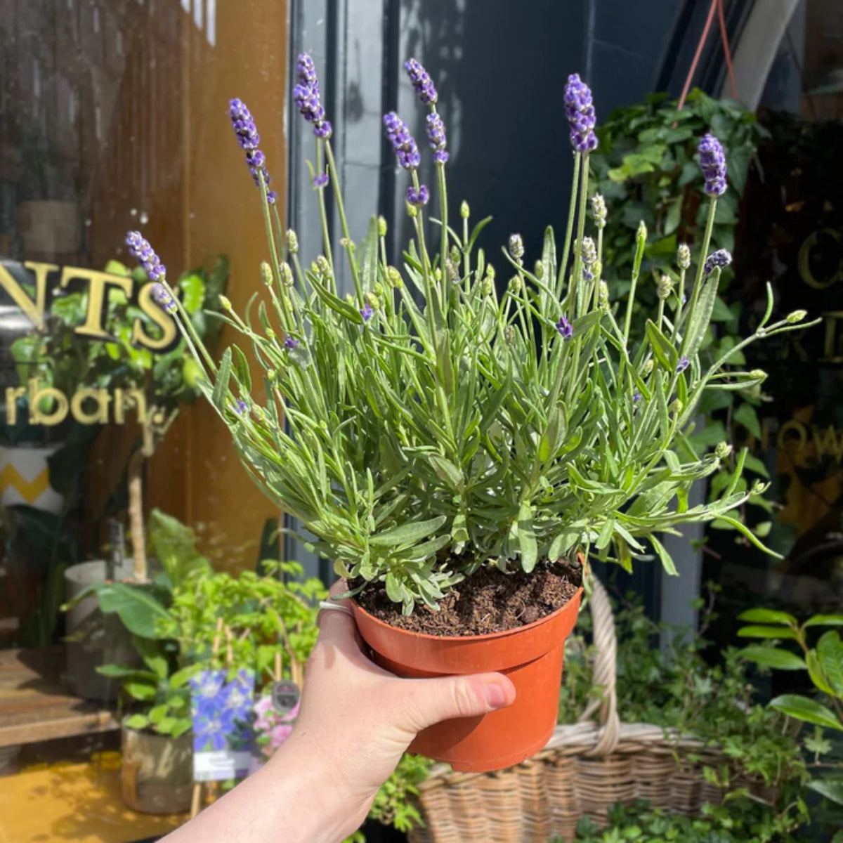 Vera Lavender Herbs Seeds - Lavandula, 155 seeds