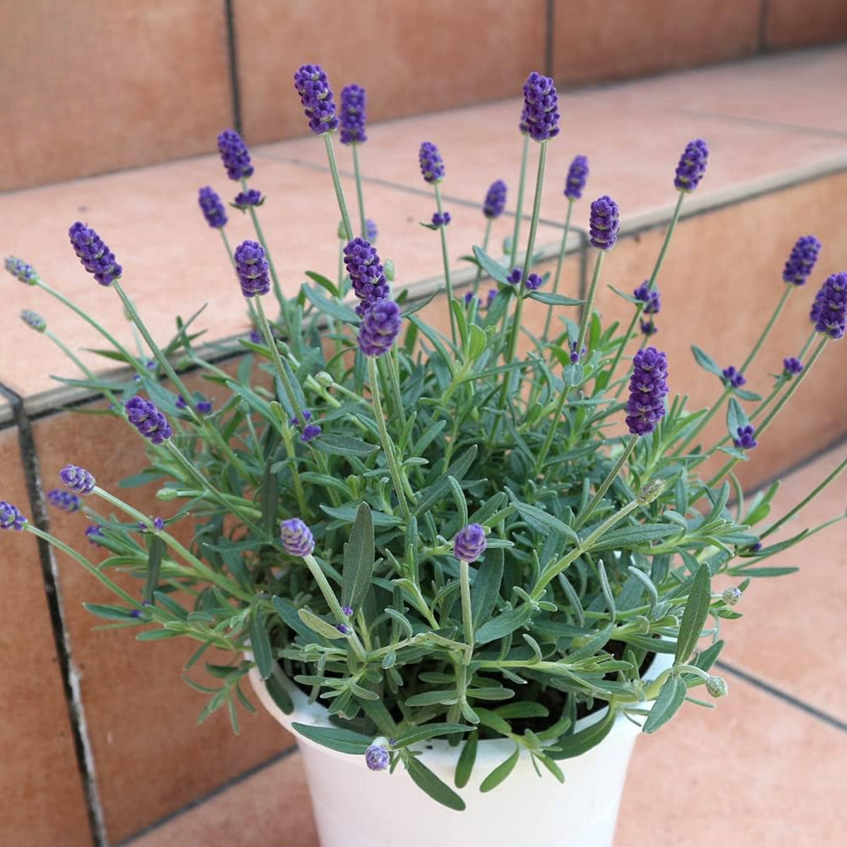 Vera Lavender Herbs Seeds - Lavandula, 155 seeds