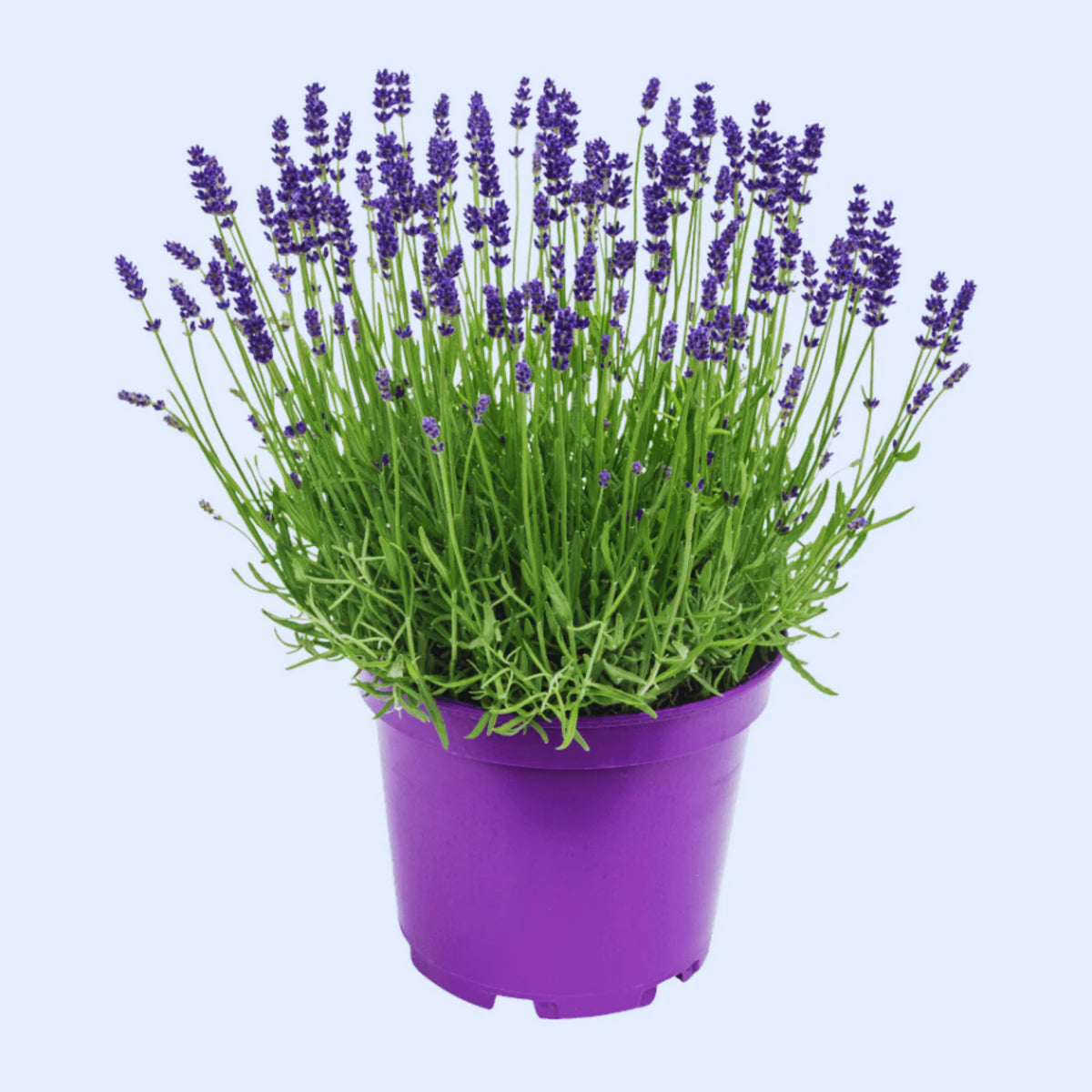 Vera Lavender Herbs Seeds - Lavandula, 155 seeds