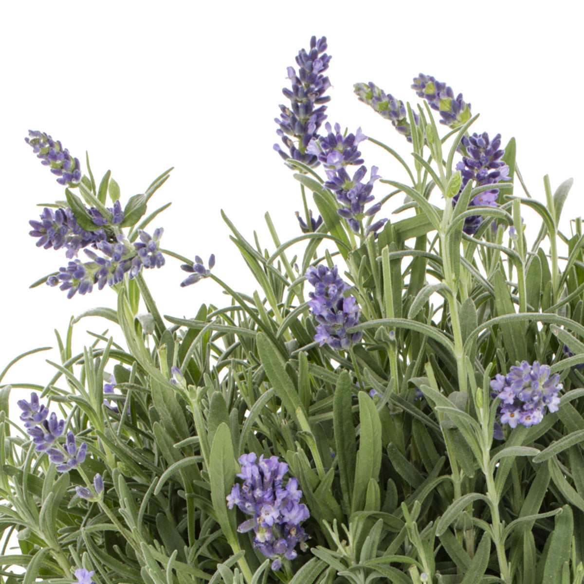 Vera Lavender Herbs Seeds - Lavandula, 155 seeds