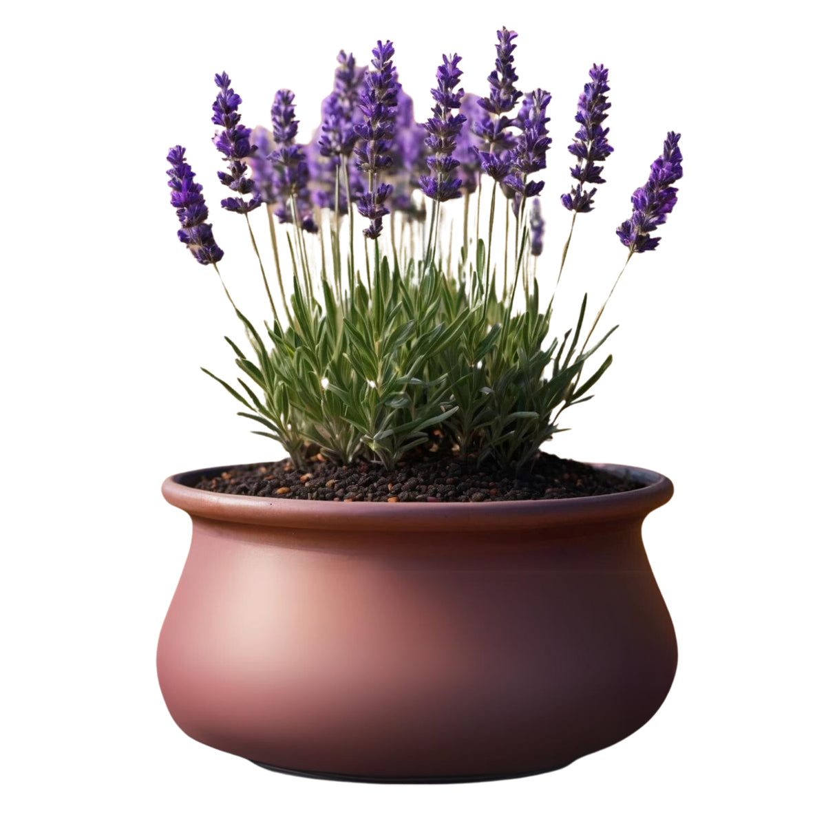 Vera Lavender Herbs Seeds - Lavandula, 155 seeds