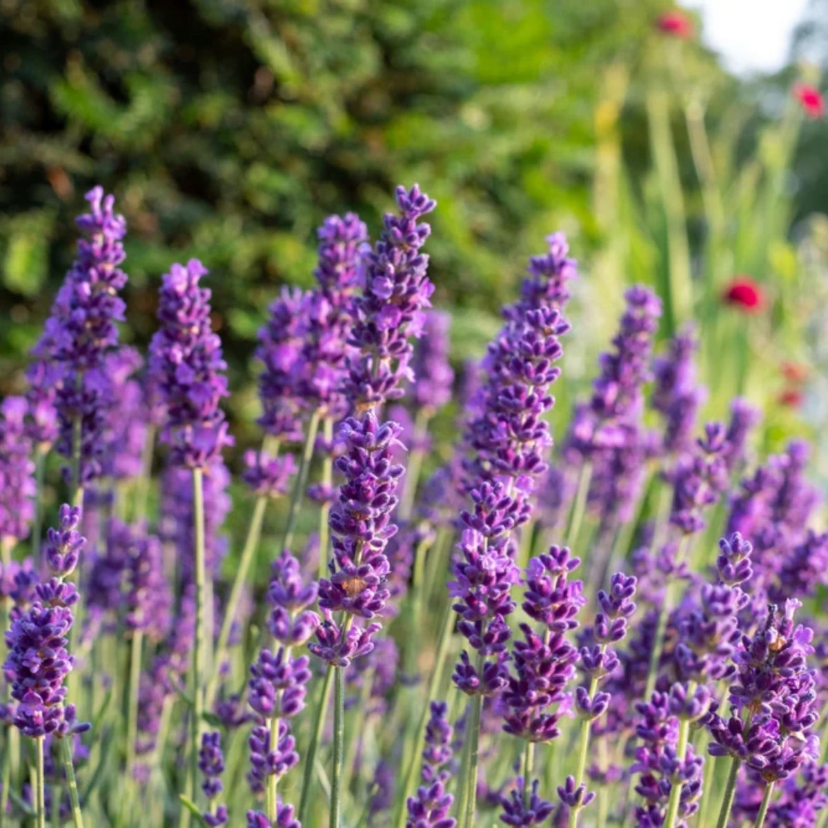 Vera Lavender Herbs Seeds - Lavandula, 155 seeds
