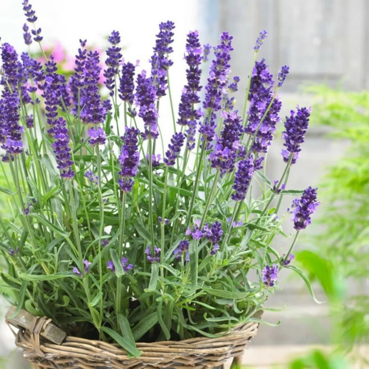 Vera Lavender Herbs Seeds - Lavandula, 155 seeds