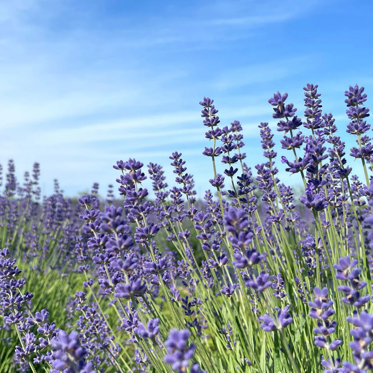 Vera Lavender Herbs Seeds - Lavandula, 155 seeds