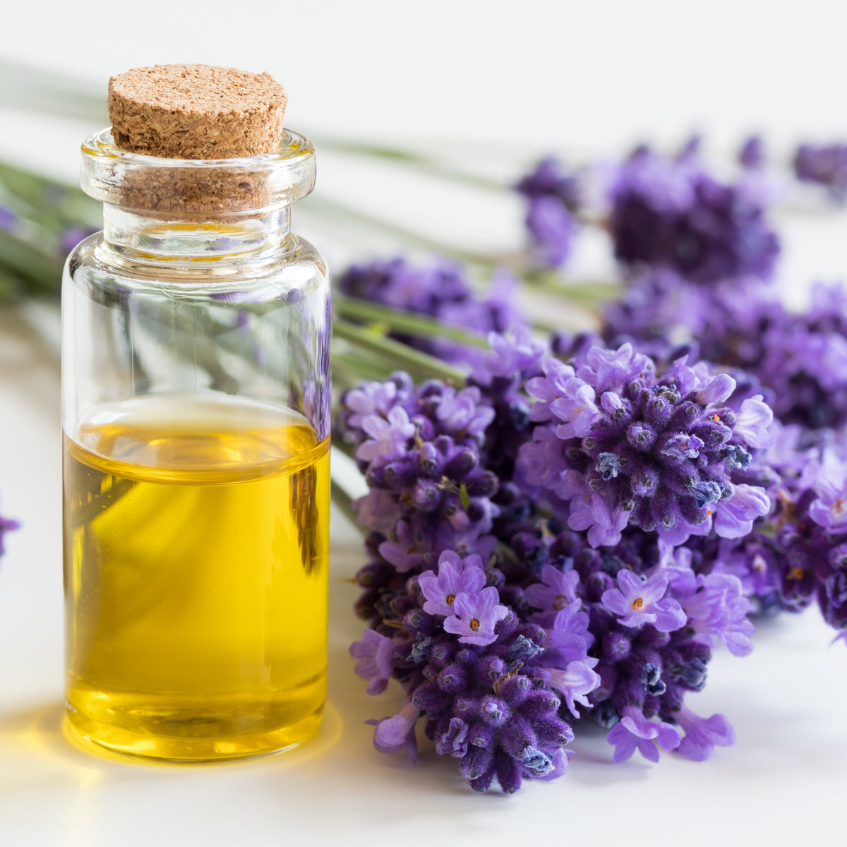Vera Lavender Herbs Seeds - Lavandula, 155 seeds