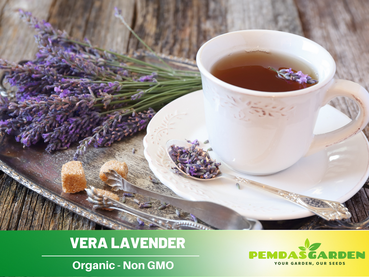 155 seeds| Vera  Lavender Herbs Seeds #6008