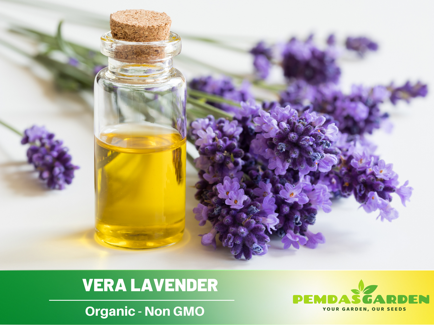 growing vera lavender from seed 155 seeds| Vera Lavender Herbs Seeds – Lavandula