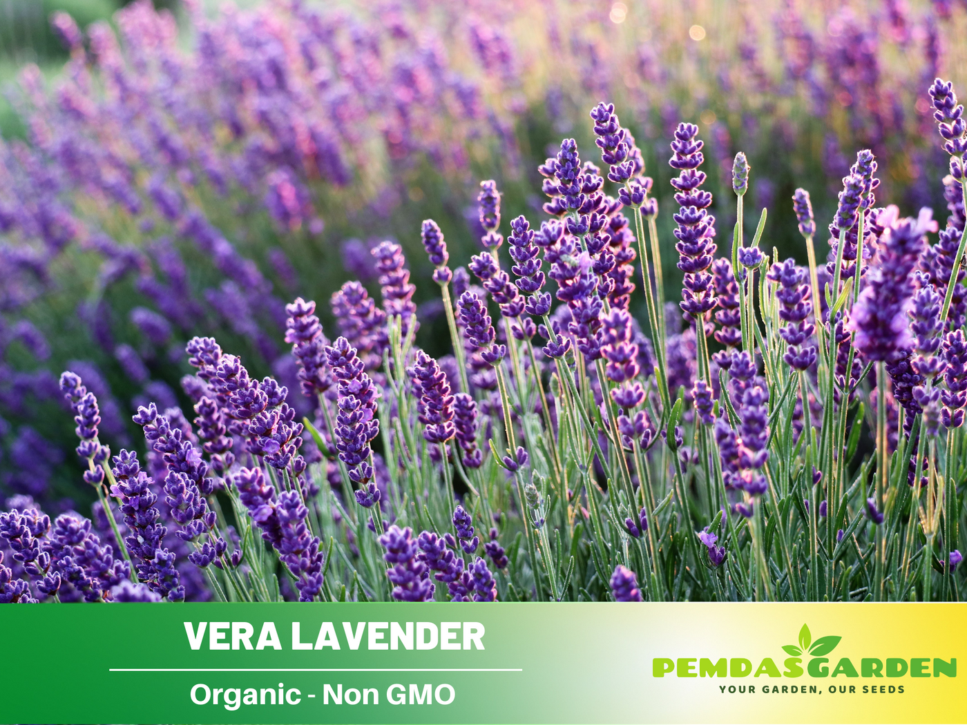 aromatic lavender plant 155 seeds| Vera Lavender Herbs Seeds – Lavandula