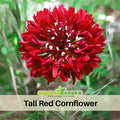 30 seeds| Tall Red Cornflower Seeds - Bachelor’s Button- Centaurea cyanus - Hardy Annual Herb with Blue Blooms Pollinator Friendly for Cottage Garden Borders and Containers #6009