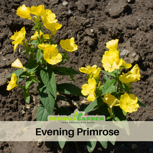 Evening Primrose Seeds - Oenothera Biennis, 110 seeds