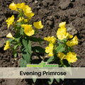 110 seeds| Evening Primrose Seeds - Oenothera biennis - Hardy Biennial Fragrant Herb with Yellow Night Blooming Flowers for Herbal and Cottage Gardens #6010