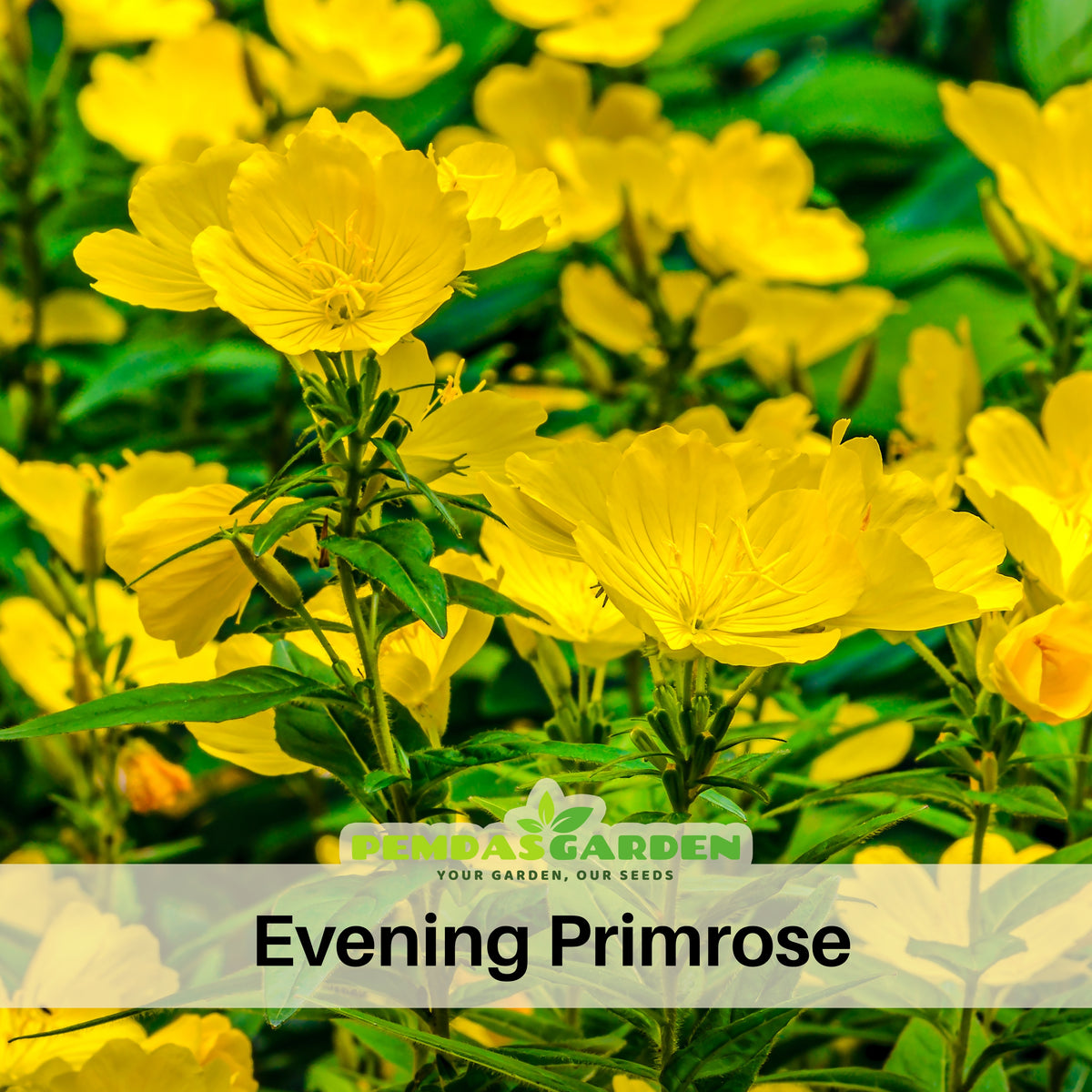 Evening Primrose Seeds - Oenothera Biennis, 110 seeds