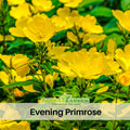 110 seeds| Evening Primrose Seeds - Oenothera biennis - Hardy Biennial Fragrant Herb with Yellow Night Blooming Flowers for Herbal and Cottage Gardens #6010