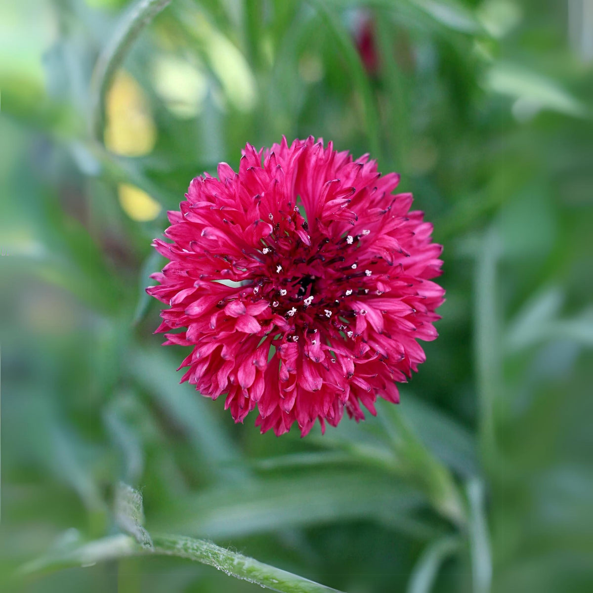 Tall Red Cornflower Seeds - Bachelor’s Button, 30 seeds
