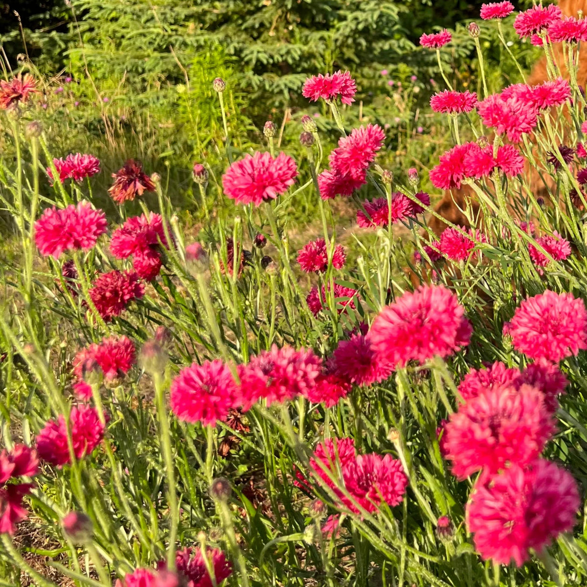 Tall Red Cornflower Seeds - Bachelor’s Button, 30 seeds