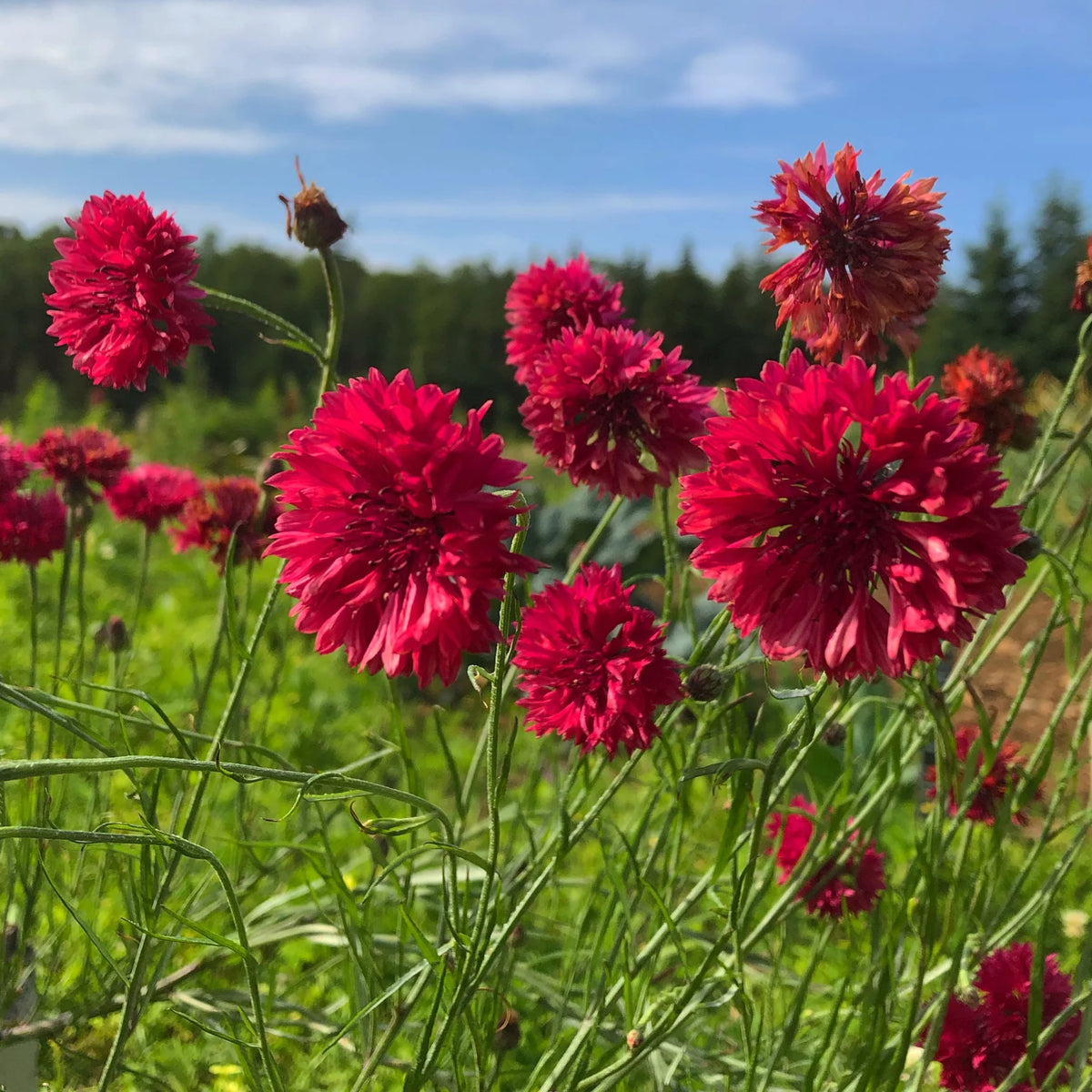 Tall Red Cornflower Seeds - Bachelor’s Button, 30 seeds