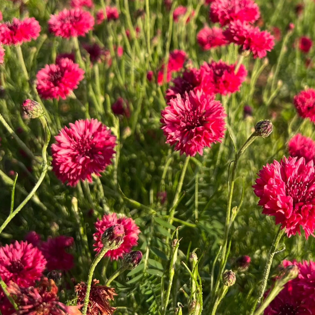 Tall Red Cornflower Seeds - Bachelor’s Button, 30 seeds
